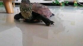 乌龟吃瓜的视频,萌态十足引网友热议