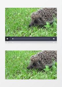 刺猬吃瓜的视频素材下载,萌宠美食瞬间，萌态可掬引网友热议