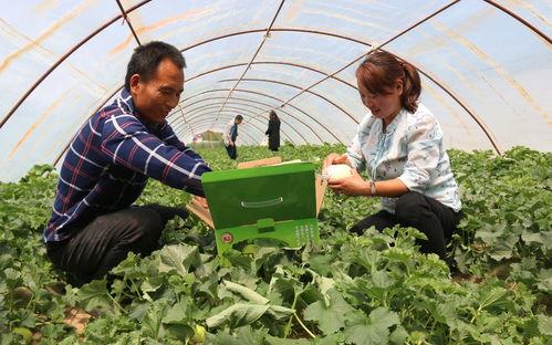 庆阳吃瓜视频,揭秘当地特色美食背后的故事
