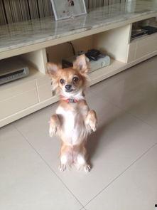 乳瓜能给小狗吃吗视频播放,狗狗的健康零食选择？揭秘宠物饮食新趋势