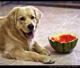 狗子可以吃拉瓜嘛视频讲解,拉瓜是否适合狗狗食用?