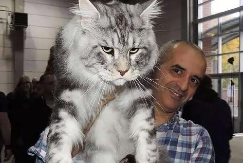 麻瓜是谁家猫吃的视频