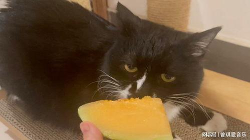 猫爷吃哈密瓜视频播放,萌态十足引网友热议