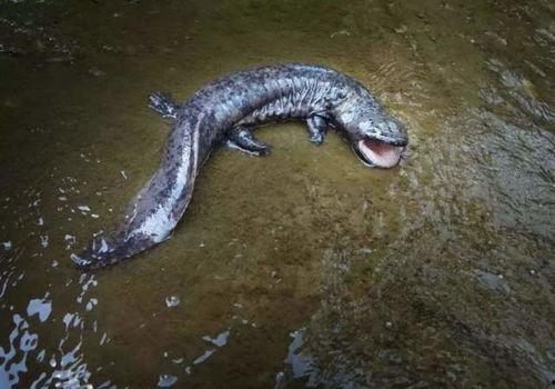 娃娃鱼吃瓜原视频,揭秘娃娃鱼捕食瓜果的神秘瞬间