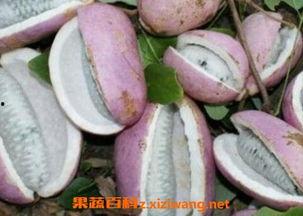 八月瓜自己种可以吃吗视频