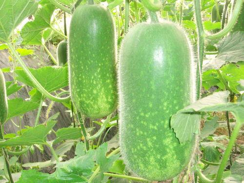 贵妇吃瓜视频大全,吃瓜视频大全,带你领略豪门生活百态