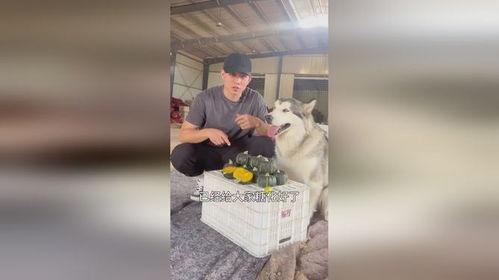 小狗吃瓜可爱视频,小狗吃瓜萌态十足